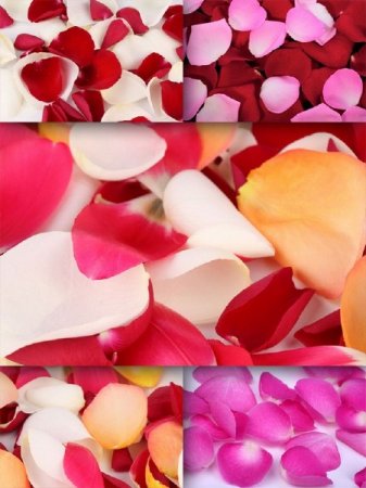 �������� ���������� ��� (�������� �����������)