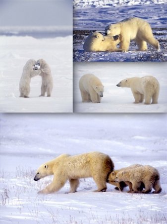 �������: ����� ������� (�������� �����������)