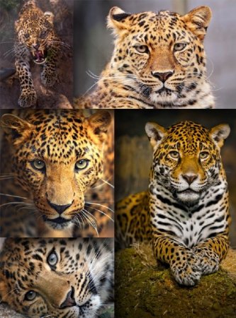 �������: ����� ����� (�������� ��������)