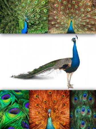 �������� ������� (�������� ����������� ����)