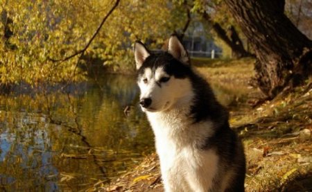 Wallpapers Mixed Pack 43