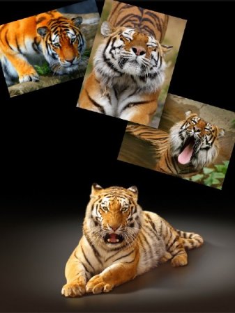 ������ �����: ���� (�������� �����������)