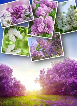 ������, ����� ������ (�������� ����)